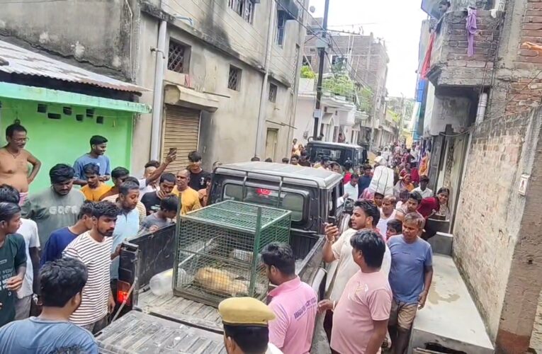 घोषीटोला में करीब एक सप्ताह से आतंक मचा रहे बंदर का रेस्क्यू