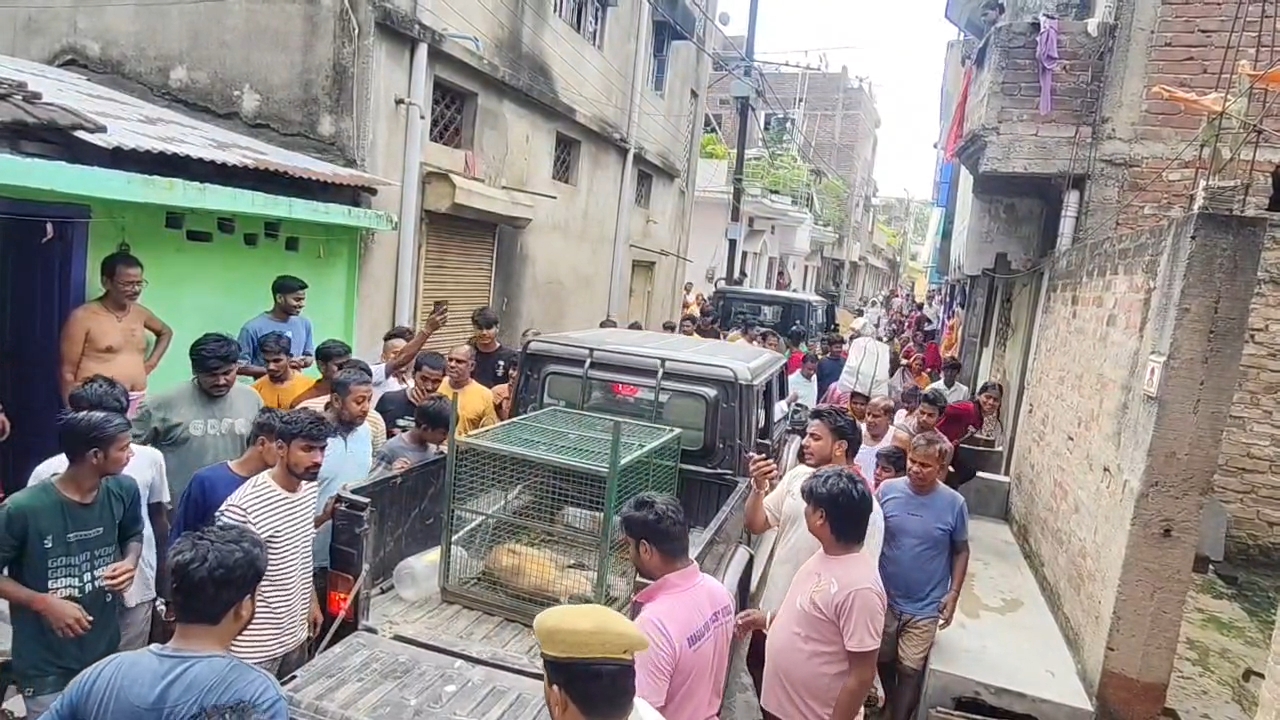 घोषीटोला बंदर रेस्क्यू